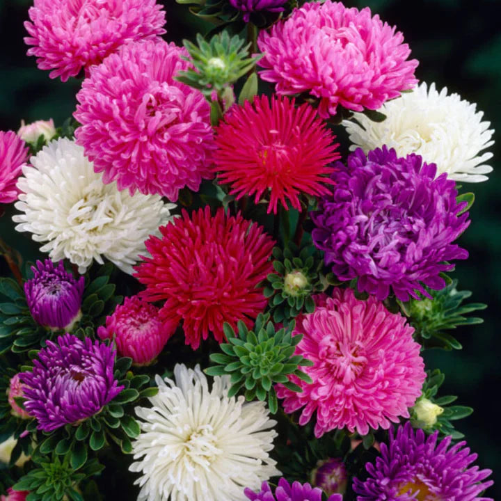 Non-gmo weiß maroon aster samen for gardening