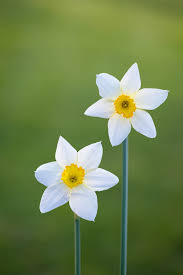 Non-gmo weiß narcissus blume samen