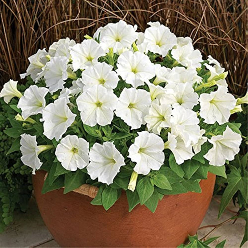 Premium non-gmo weiß petunia samen