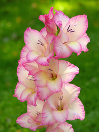 Premium non-gmo weiß & rosa gladiolus samen