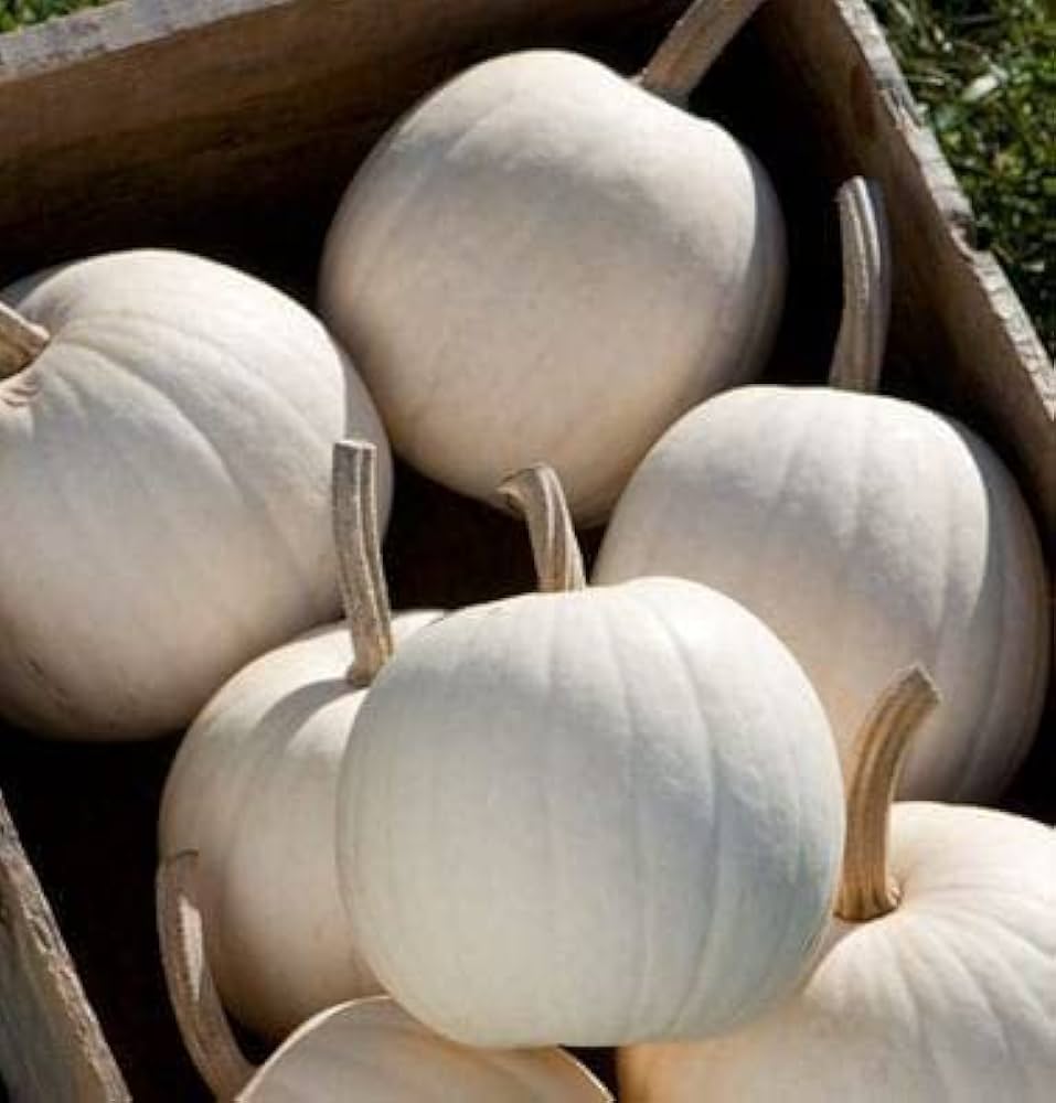 Non gmo weiße pumpkin samen