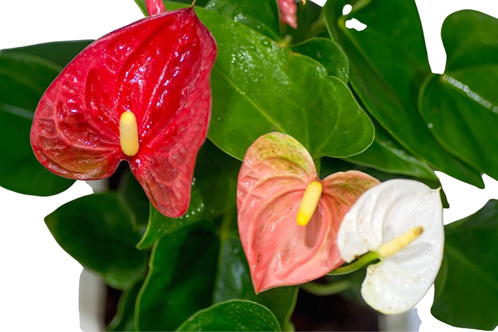 Non-gmo weiß & rot anthurium blume samen