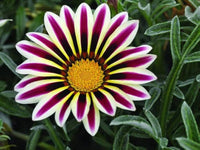 Premium non-gmo weiß & rot gazania samen