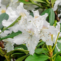 Non-gmo weiß rhododendron samen for home gardening