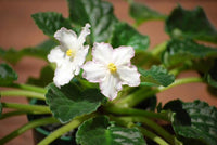 Non gmo weiß saintpaulia samen