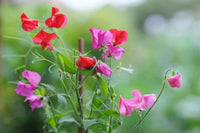Non-gmo weiß sweet pea blume samen