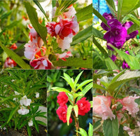 Non-gmo weiß violet balsam camellia samen for gardening