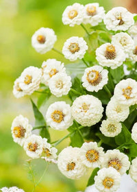 Non-gmo weiß zinnia blume samen