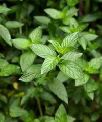 Non-gmo wild mint samen für kraut garten