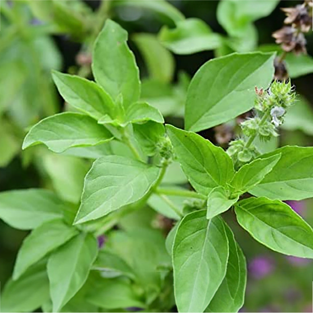 gentechnikfrei Wild Tulsi Vana Basil Samen for Aussaat