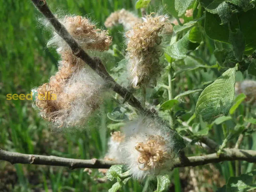 Non gmo willow tree samen