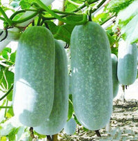 Non gmo winter melon samen für warm-season aussaat