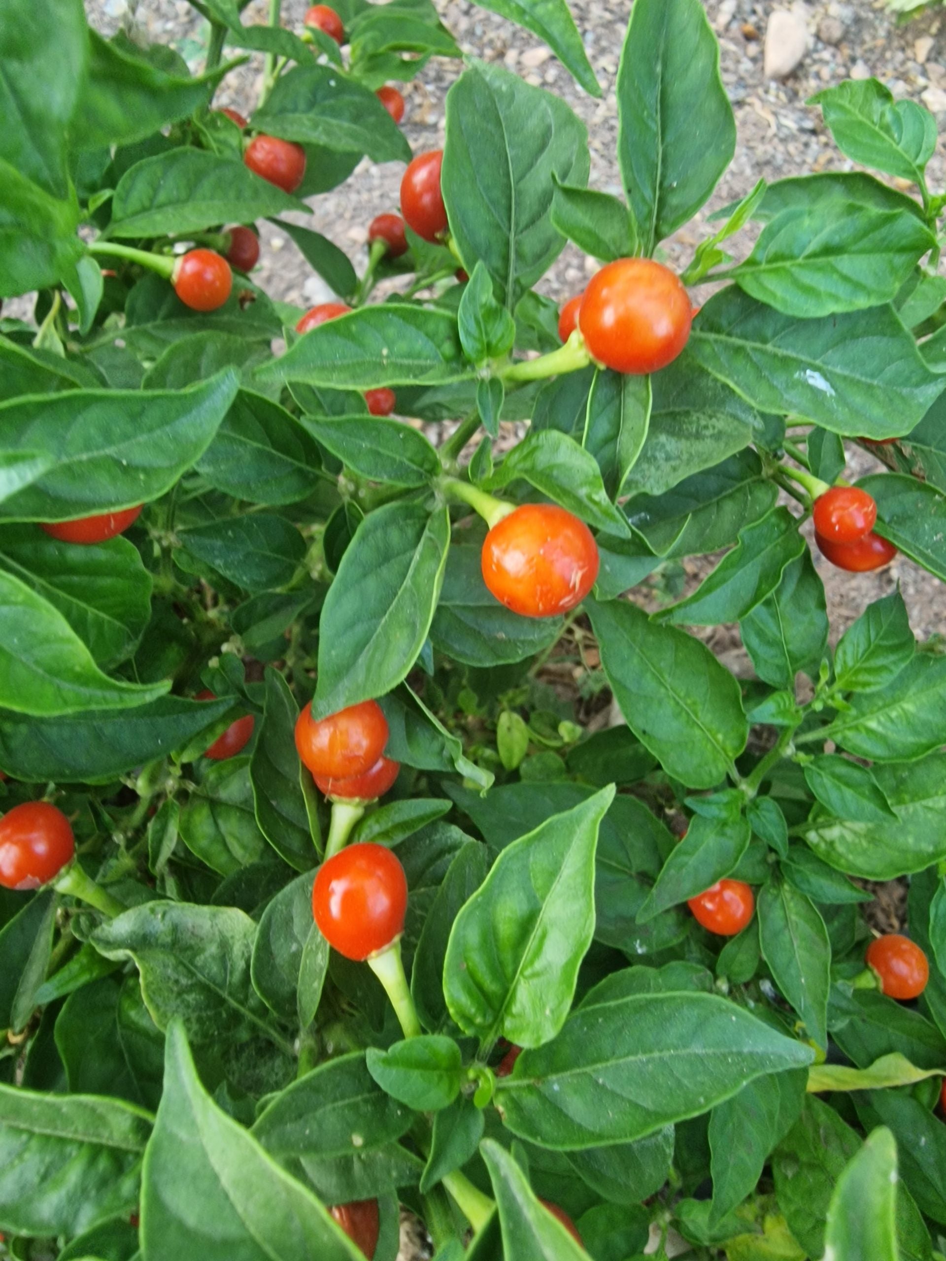 Non gmo wiri wiri pepper samen für warm season gardening
