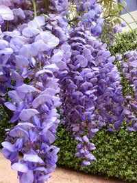 Non-gmo wisteria tree samen for gardening