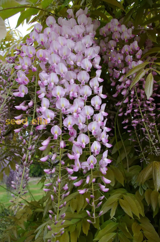 Non gmo wisteria tree samen