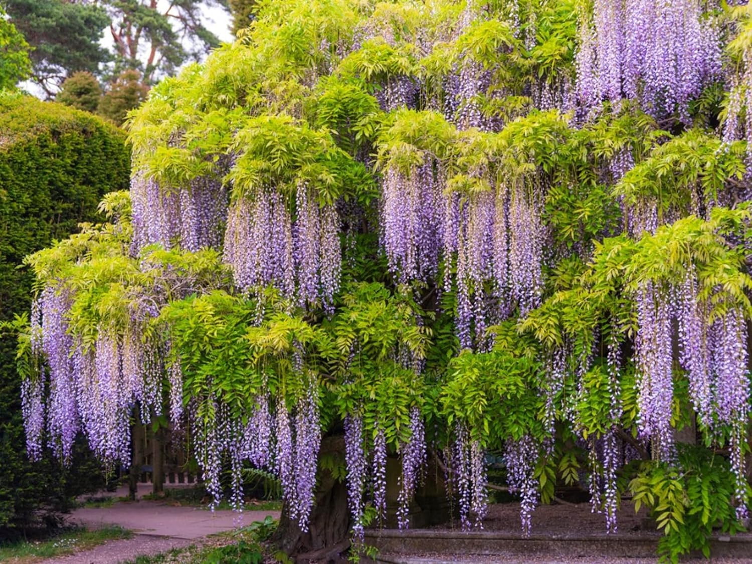 Non-gmo wisteria blume samen