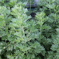 gentechnikfrei Wormwood Samen ideal for xeriscape and dry gardens