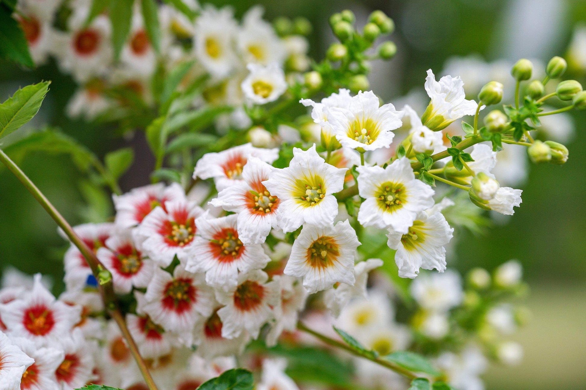 Non-gmo xanthoceras sorbifolium samen