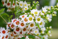 Non-gmo xanthoceras sorbifolium samen