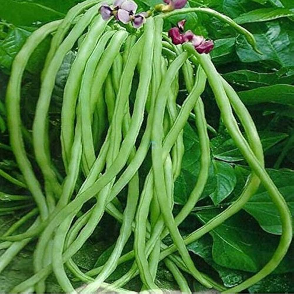 Non-gmo yardlong bean samen für home gardening