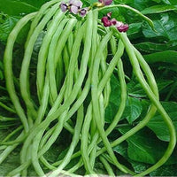 Non-gmo yardlong bean samen für home gardening
