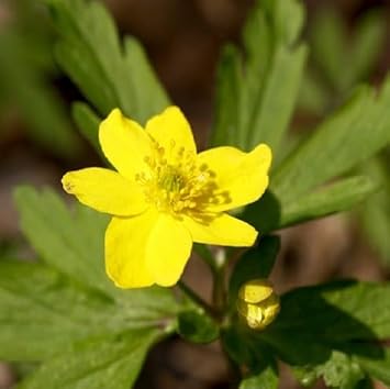 Non-gmo gelb anemone pulsatilla blume samen