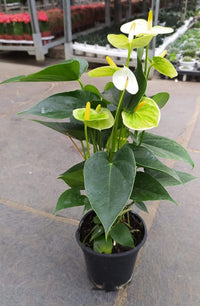 Non-gmo gelb anthurium blume samen