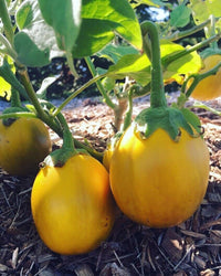 High germination gelbe aubergine samen