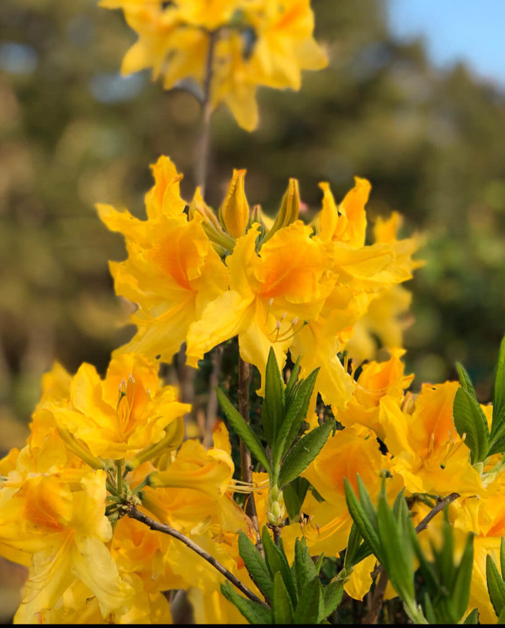 Non-gmo gelb azalea blume samen
