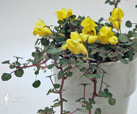 Non-gmo gelb balsam samen for gardening