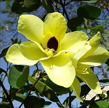 Non-gmo gelb bauhinia samen for gardening