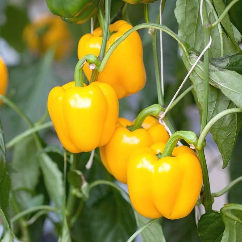 High germination gelbe bell pepper samen