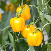 High germination gelbe bell pepper samen