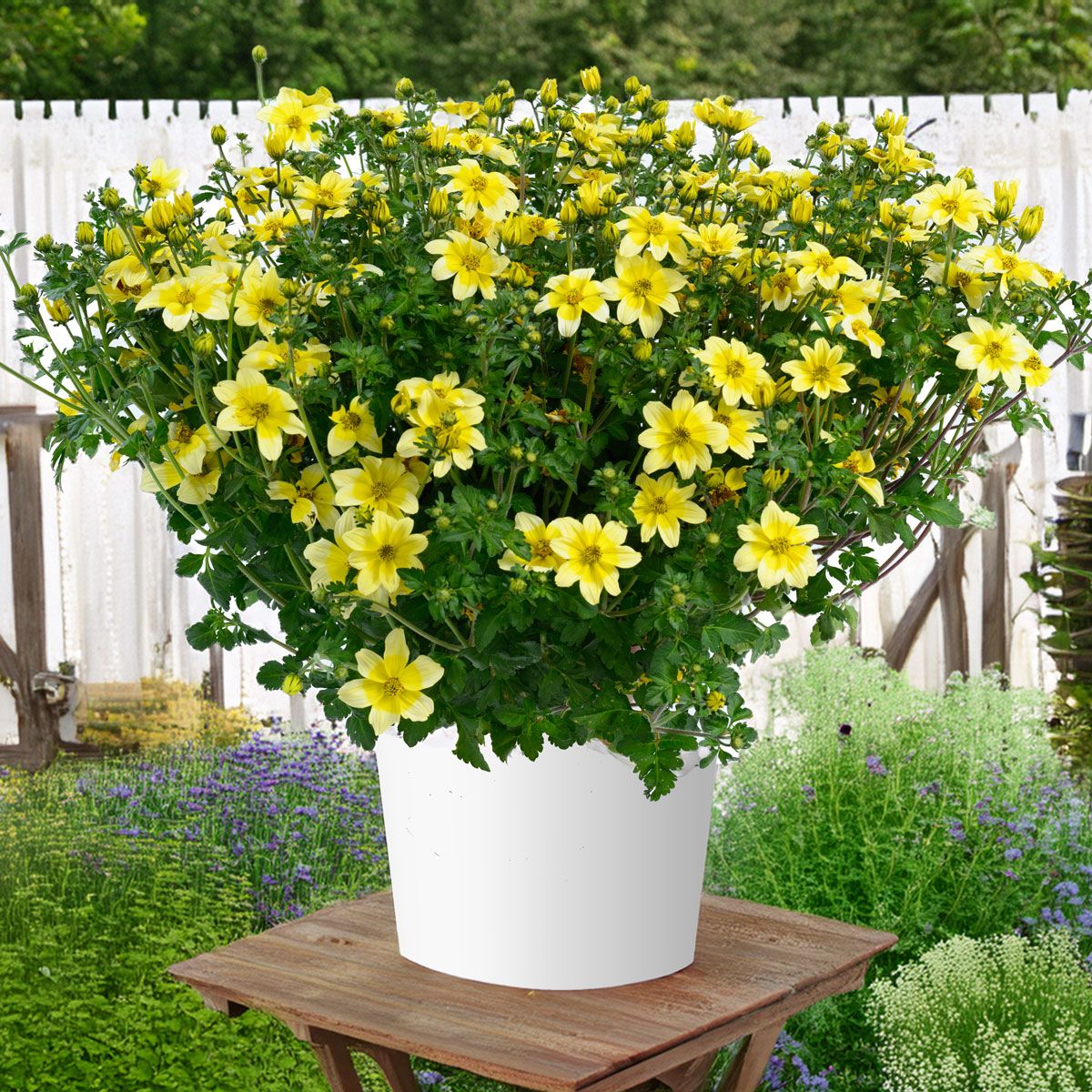 Non gmo gelb bidens samen