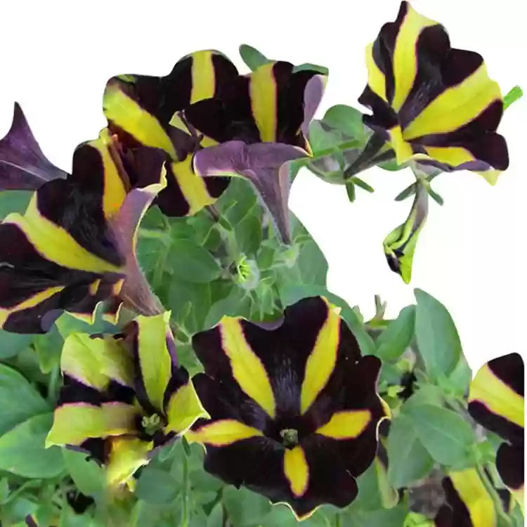 Non-gmo gelb schwarz playmates blume samen