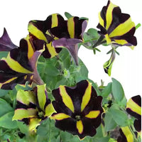 Non-gmo gelb schwarz playmates blume samen