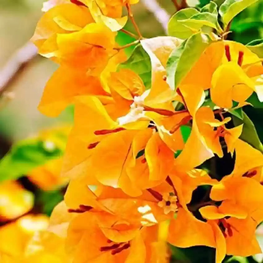 Non-gmo radiant gelb bougainvillea samen for home gardening