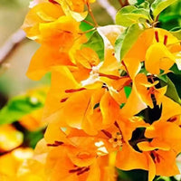 Non-gmo radiant gelb bougainvillea samen for home gardening
