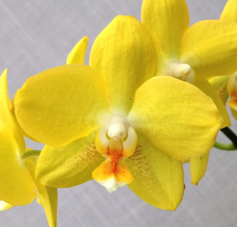 Non gmo gelb braun orchid samen