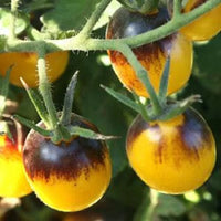 Non gmo gelbe brown tomato samen