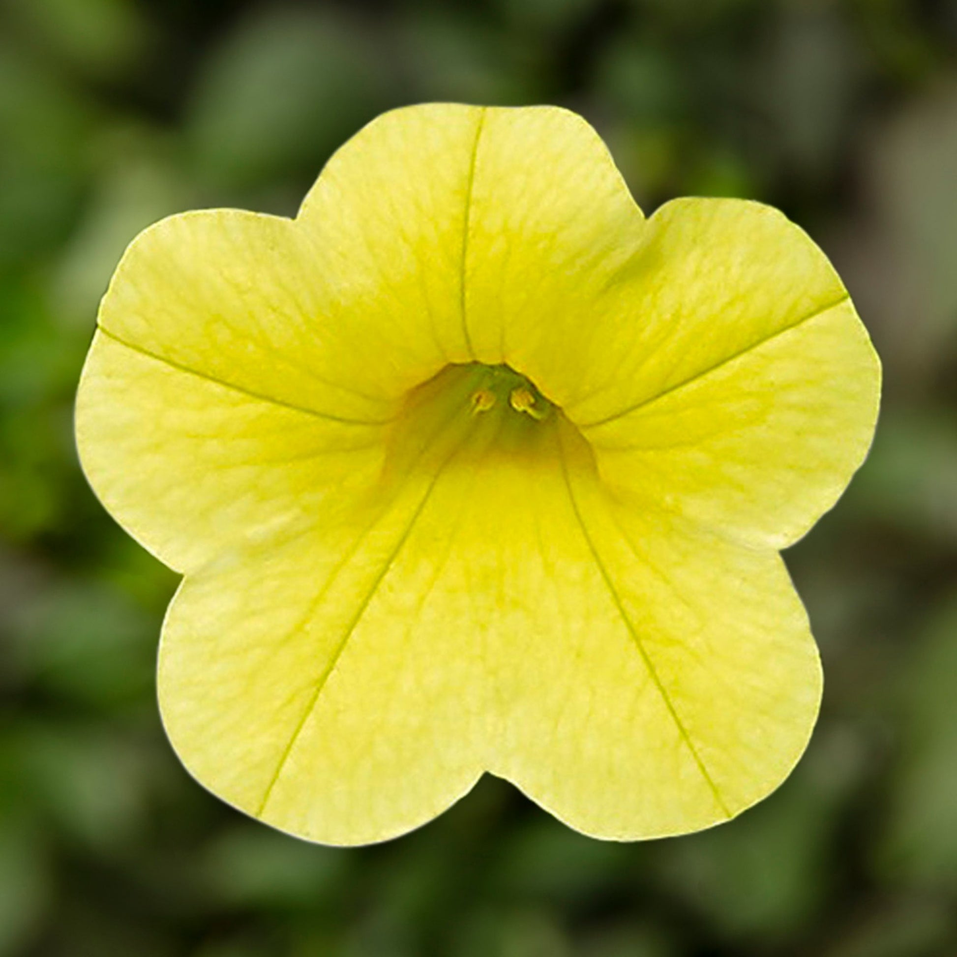 Premium non-gmo gelb calibrachoa samen