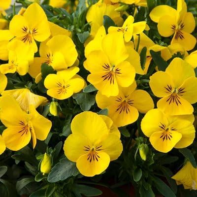 Non gmo calibrachoa blume samen for anpflanzung
