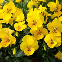 Non gmo calibrachoa blume samen for anpflanzung
