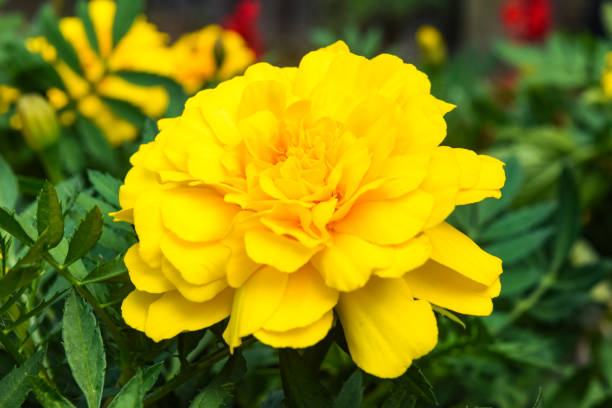 Non-gmo gelb carnation samen for gardening