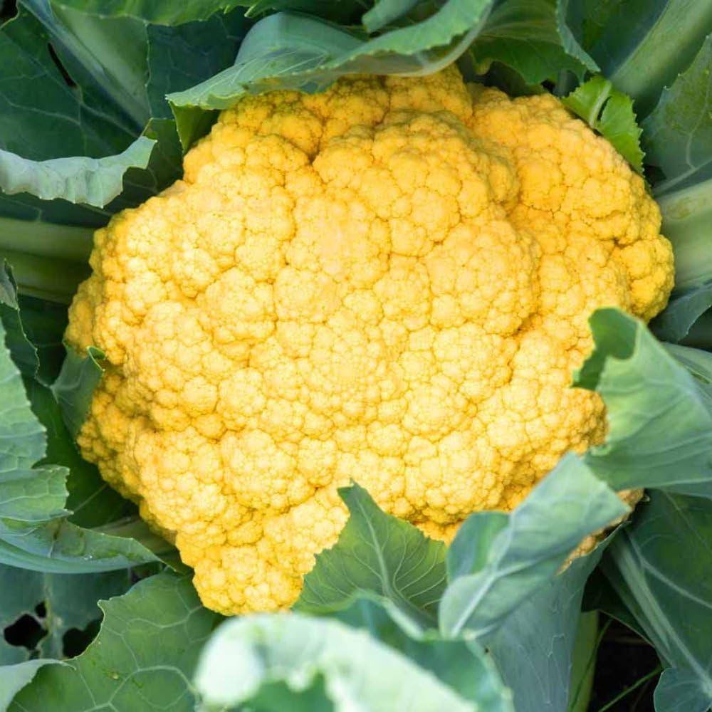 Non gmo gelbe cauliflower samen für home gardening