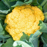 Non gmo gelbe cauliflower samen für home gardening