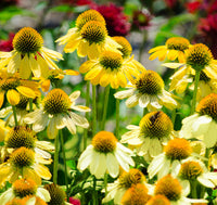 gentechnikfrei Yellow Echinacea Blume Samen for native gardens