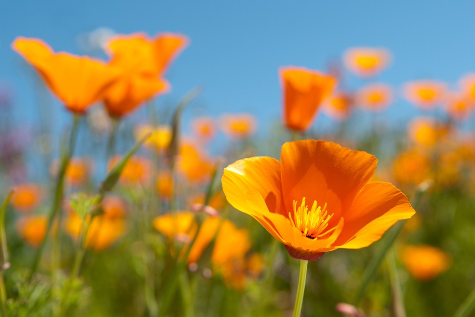 Non gmo gelb eschscholzia samen
