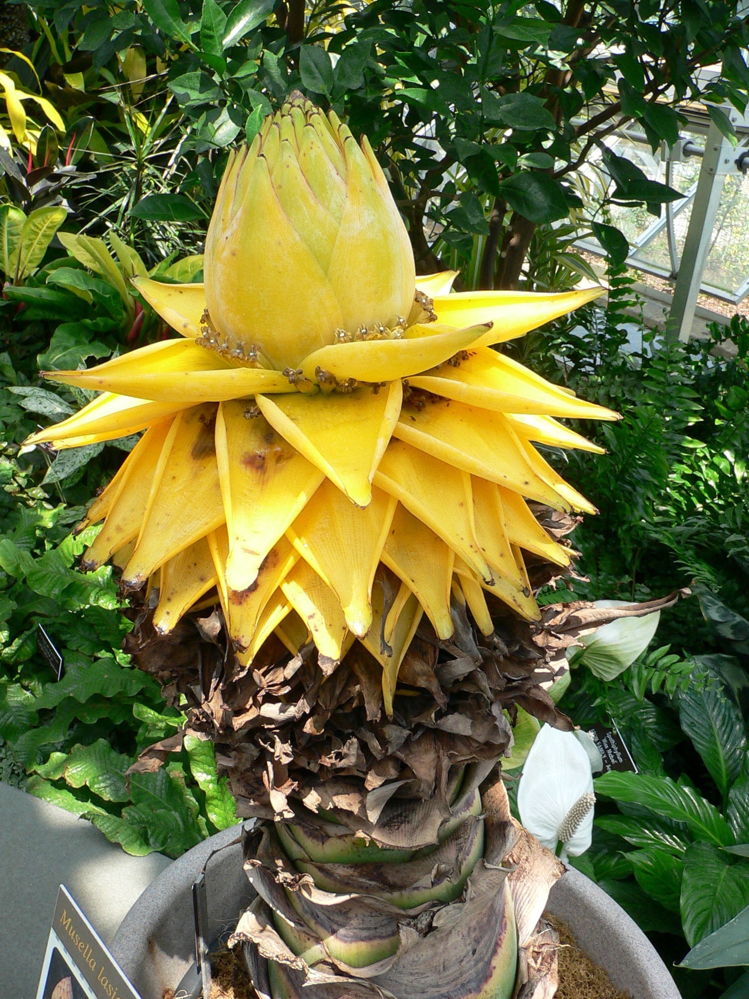 Non-gmo gelb lasiocarpa samen for tropical anpflanzung