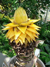 Non-gmo gelb lasiocarpa samen for tropical anpflanzung